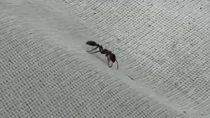 Người đàn ông 39 tuổi tử vong vì bị kiến cắn khi đang tỉa cây- Ảnh 2.