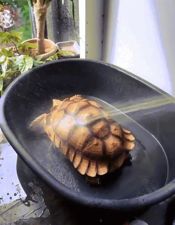 Người đàn ông ở Hà Nội nuôi thú cưng 'khổng lồ', mỗi bữa tốn vài cân thức ăn - 4