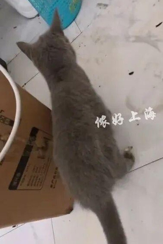 Một trong 2 chú mèo đã bỏ chạy khi chủ nhà mở cửa vào kiểm tra. Ảnh: Xiaoxiang Morning News