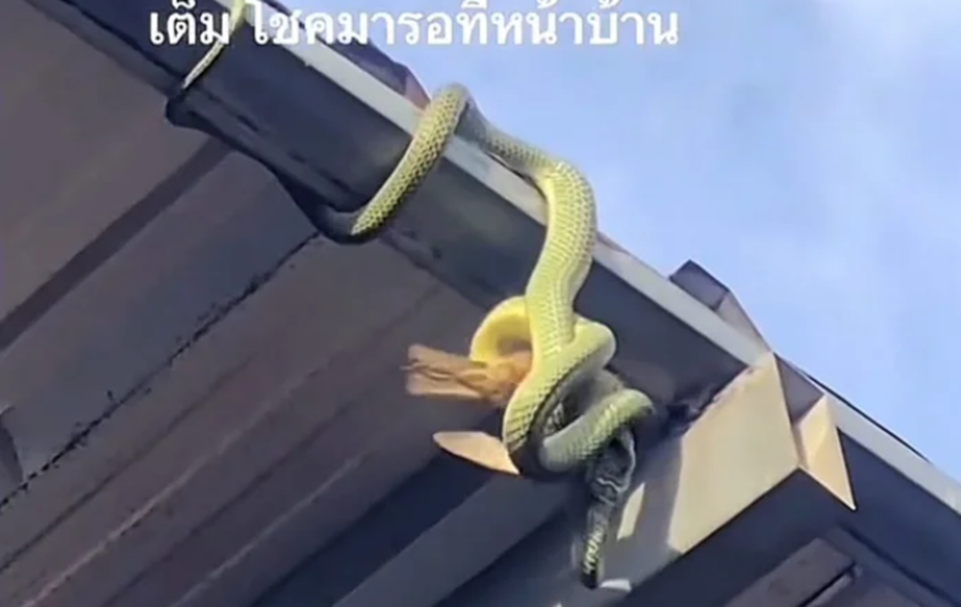 Nhìn lên mái nhà, chủ nhà sốc nặng khi thấy cảnh tượng đáng sợ- Ảnh 2. Nhìn lên mái nhà, chủ nhà sốc nặng khi thấy cảnh tượng đáng sợ- Ảnh 2.