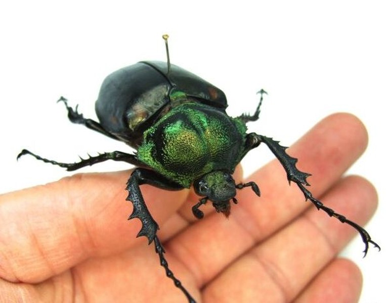 Nhóm học sinh tìm thấy loài côn trùng quý hiếm bậc nhất thế giới, giá hơn 3 tỷ đồng/con- Ảnh 3.