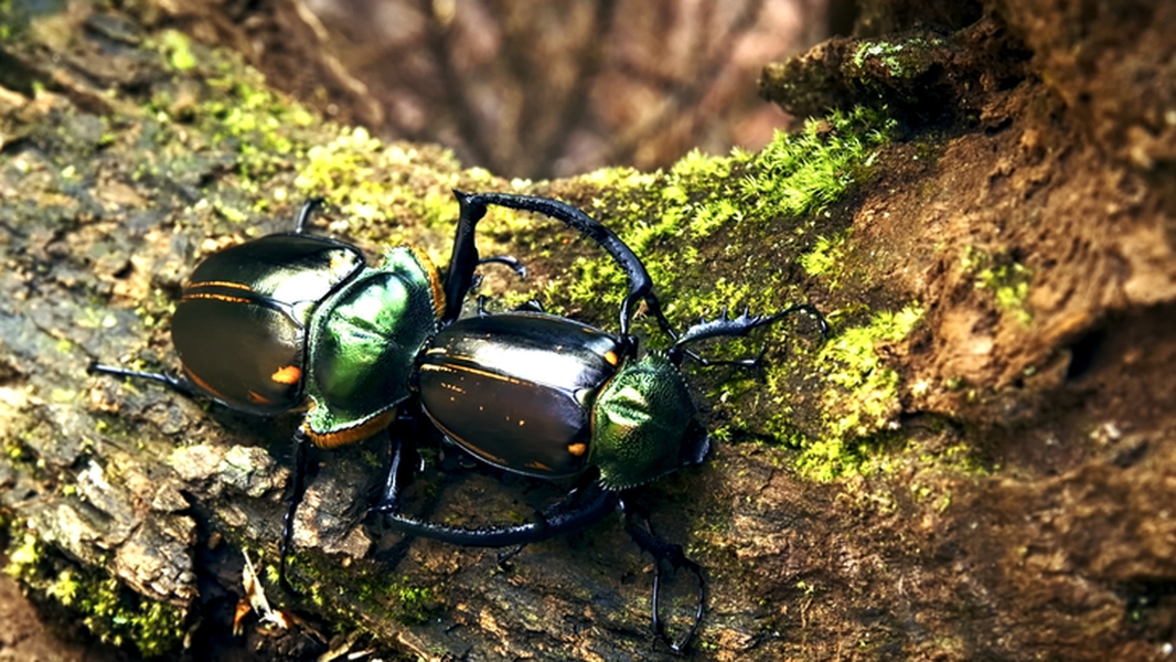 Nhóm học sinh tìm thấy loài côn trùng quý hiếm bậc nhất thế giới, giá hơn 3 tỷ đồng/con- Ảnh 2.