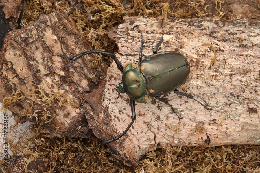 Nhóm học sinh tìm thấy loài côn trùng quý hiếm bậc nhất thế giới, giá hơn 3 tỷ đồng/con- Ảnh 1.