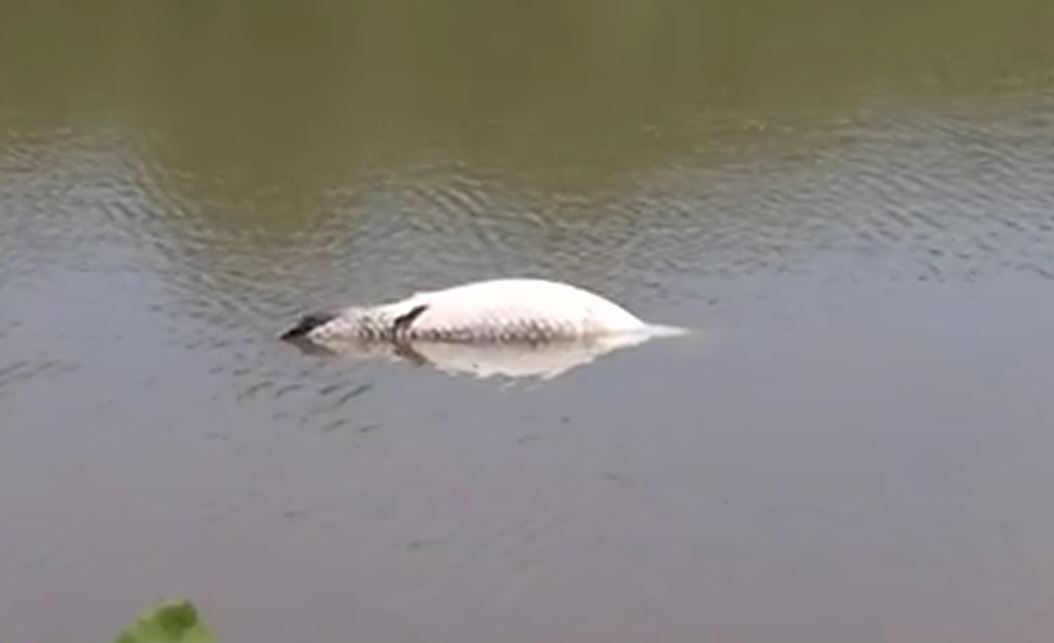 Đi bộ quanh hồ, người đàn ông phát hiện cảnh tượng nổi da gà- Ảnh 1.