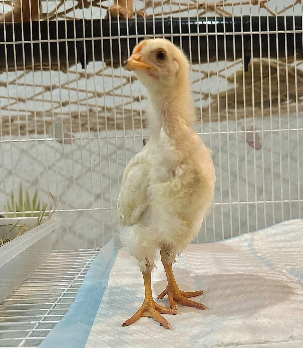 Chú gà đi lạc lúc mới được nuôi và sau vài tháng