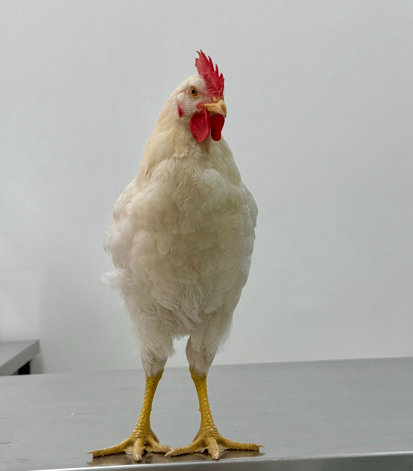 Chú gà đi lạc lúc mới được nuôi và sau vài tháng