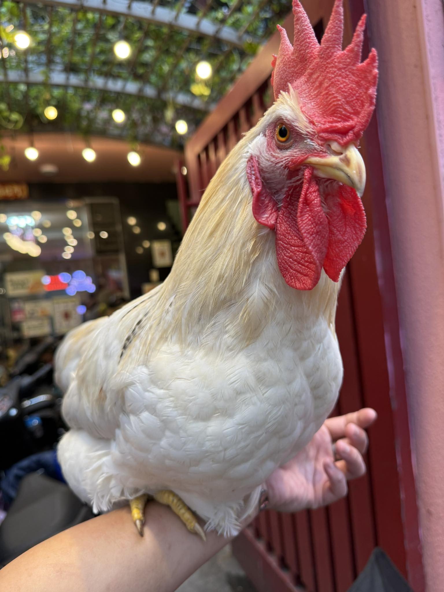 Chú gà được chăm sóc tốt, mào đỏ tươi, lông dày, dài và mượt 