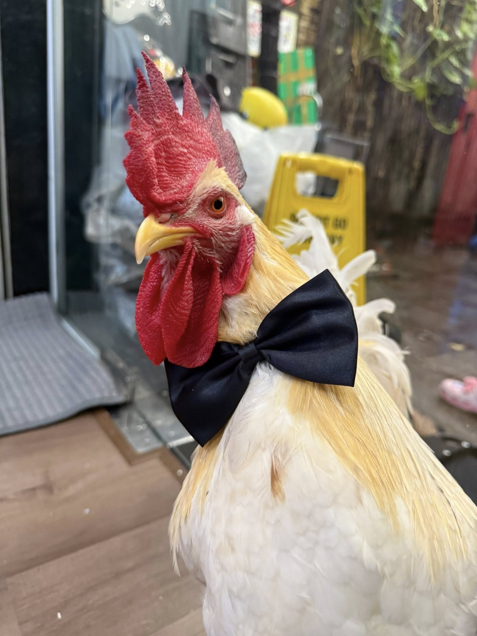 Chú gà được chăm sóc tốt, mào đỏ tươi, lông dày, dài và mượt 