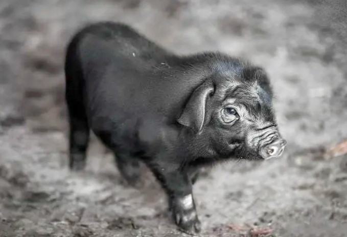 Nuôi giống lợn Nuôi giống lợn