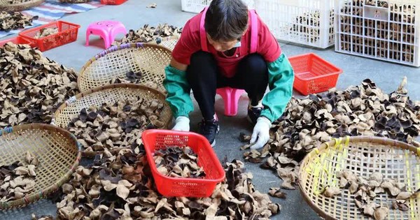 Ở nơi 'vàng' mọc trên cây o noi vang moc tren cay 1 17403718535681809208968 38 0 601 900 crop 174037185807881354697jpg