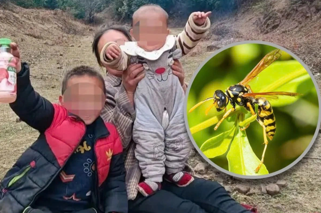 Đưa hai cháu ra ruộng ngô chơi, bà bàng hoàng phát hiện cả hai bị ong bắp cày đốt tử vong: Bé trai 300 vết, bé gái 700 vết- Ảnh 1.