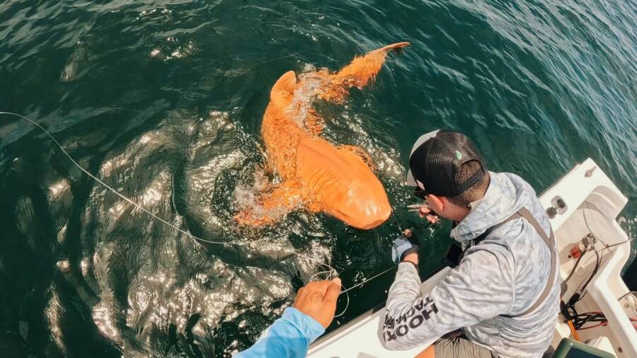 Phát hiện cá mập màu cam “có một không hai” khiến giới khoa học kinh ngạc- Ảnh 1. Phát hiện cá mập màu cam “có một không hai” khiến giới khoa học kinh ngạc- Ảnh 1.