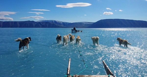 Bức ảnh chó husky đi trên băng đẹp đến kinh ngạc, nhưng đằng sau là một sự thật không ai muốn đối mặt! p0ky501s 1742194616185535835513 0 108 1079 1834 crop 1742194859527642181326 1742198449314 174219844951714802214 1 0 479 764 crop 17421984810681534965668jpg