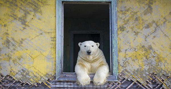 Tưởng chỉ là khoảnh khắc đẹp giữa thiên nhiên, ai ngờ bức ảnh này lại ẩn chứa thực tại đáng buồn 28 Tưởng chỉ là khoảnh khắc đẹp giữa thiên nhiên, ai ngờ bức ảnh này lại ẩn chứa thực tại đáng buồn p0l331d1 1744192136937273841276 1744266027417 17442660283901789587074 0 27 360 603 crop 17442661175361233507394jpg