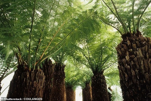 Phát hiện chấn động về thế giới cổ đại 34 triệu năm dưới băng Nam Cực- Ảnh 2. Phát hiện chấn động về thế giới cổ đại 34 triệu năm dưới băng Nam Cực- Ảnh 2.