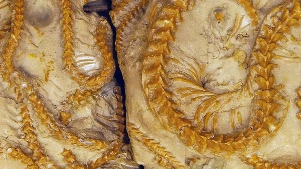 Phát hiện gây chấn động: Rắn cổ quấn chặt bên nhau 34 triệu năm trong lòng đất phat hien gay chan dong ran co quan chat ben nhau 34 trieu nam trong long datjpg 1749130187743 1749130188483488599618