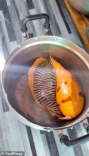 Đang ăn ốc luộc, người đàn ông bỗng nhiên đổi đời vì cắn trúng kho báu 8 tỷ ngay trong miệng- Ảnh 1. Đang ăn ốc luộc, người đàn ông bỗng nhiên đổi đời vì cắn trúng kho báu 8 tỷ ngay trong miệng- Ảnh 1.