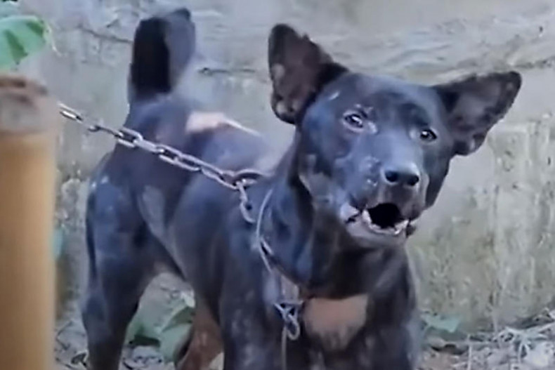 Chó cắn chủ đến chết ở Thái Lan- Ảnh 1. Chó cắn chủ đến chết ở Thái Lan- Ảnh 1.