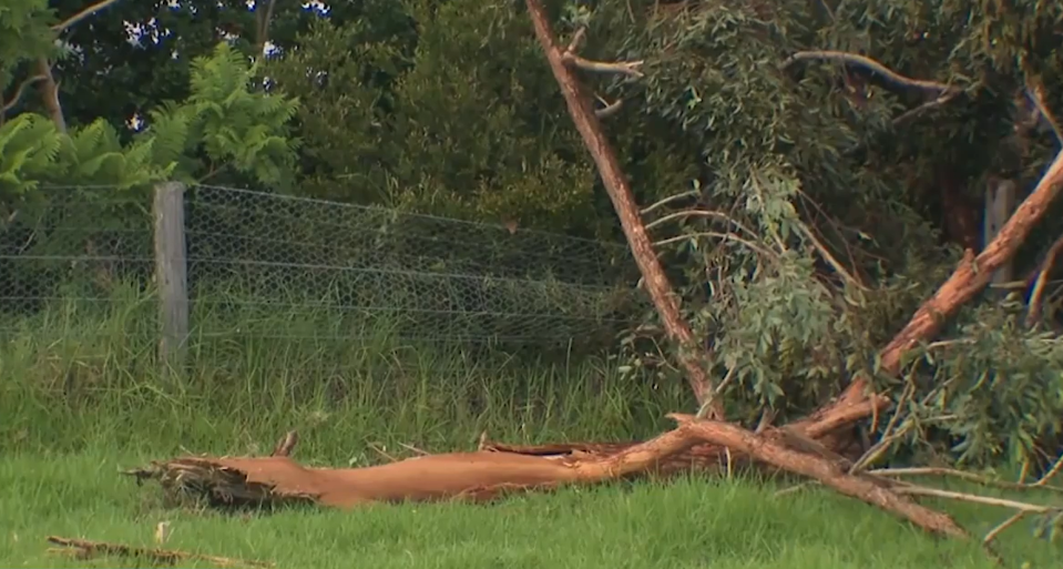 Đang đứng trong vườn nhà, người phụ nữ bỗng hét lớn rồi ngã quỵ: Hàng xóm chạy sang chứng kiến cảnh ám ảnh- Ảnh 1. Đang đứng trong vườn nhà, người phụ nữ bỗng hét lớn rồi ngã quỵ: Hàng xóm chạy sang chứng kiến cảnh ám ảnh- Ảnh 1.