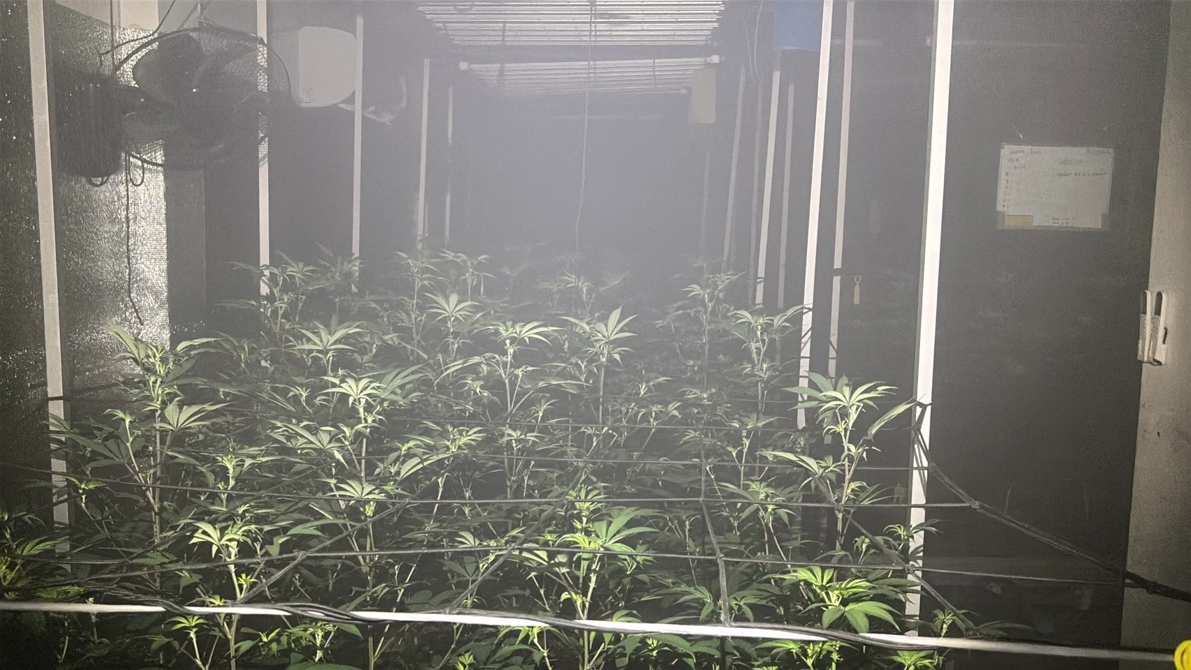 Cháy lớn tại cơ sở trồng cần sa ở Pattaya, nhiều người dân và du khách có biểu hiện bất thường- Ảnh 2.