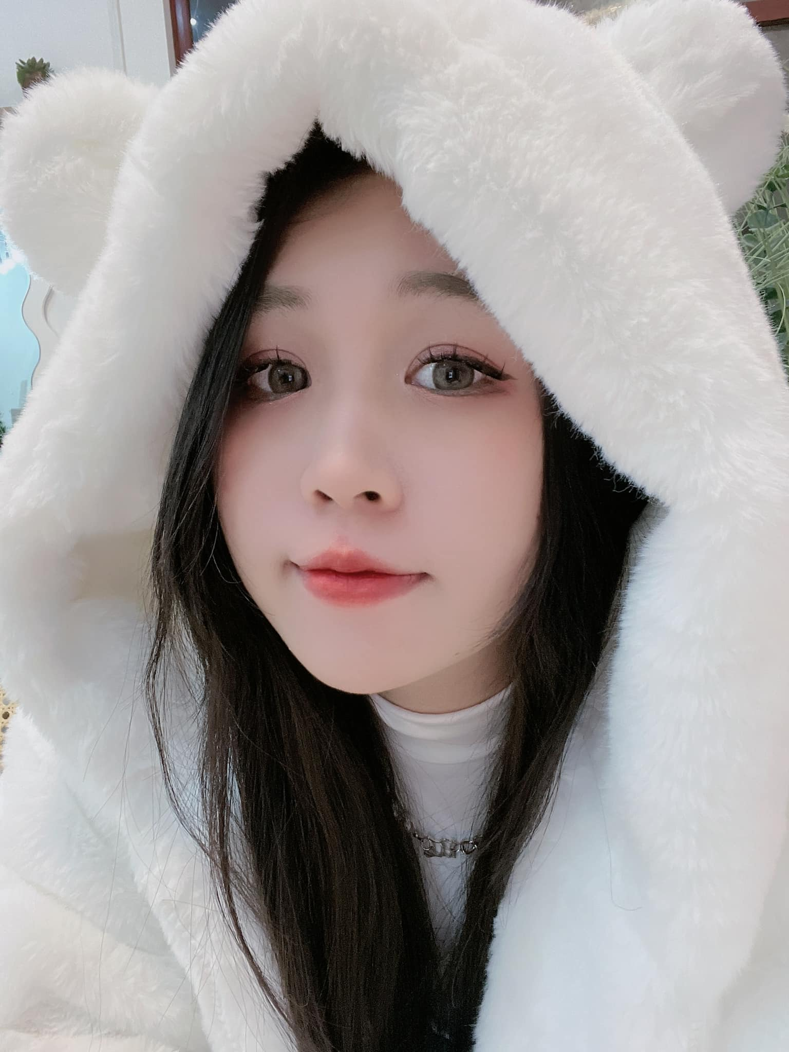 Hồ ly Bình Bình gây Hồ ly Bình Bình gây