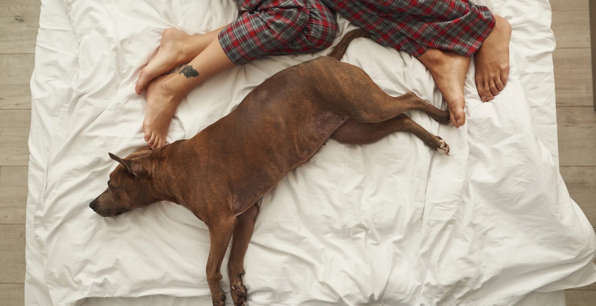 Hi hữu: Chó cưng nổ súng bắn chủ bị thương- Ảnh 2.