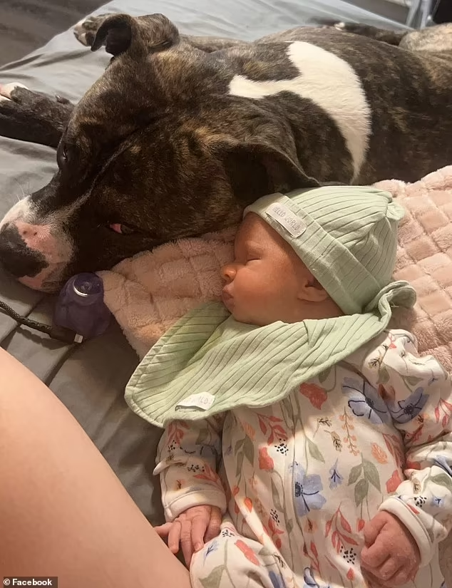 Chó pitbull cắn tử vong bé gái 7 tháng tuổi, bố mẹ chứng kiến cảnh ám ảnh: Hiện trường tìm thấy thương tâm- Ảnh 3. Chó pitbull cắn tử vong bé gái 7 tháng tuổi, bố mẹ chứng kiến cảnh ám ảnh: Hiện trường tìm thấy thương tâm- Ảnh 3.