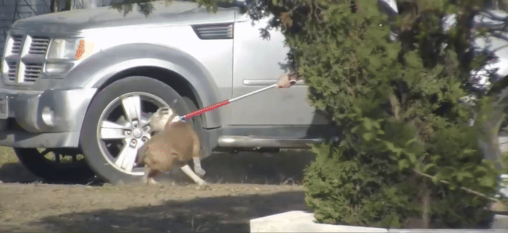 Chó pitbull cắn tử vong bé gái 7 tháng tuổi, bố mẹ chứng kiến cảnh ám ảnh: Hiện trường tìm thấy thương tâm- Ảnh 4. Chó pitbull cắn tử vong bé gái 7 tháng tuổi, bố mẹ chứng kiến cảnh ám ảnh: Hiện trường tìm thấy thương tâm- Ảnh 4.