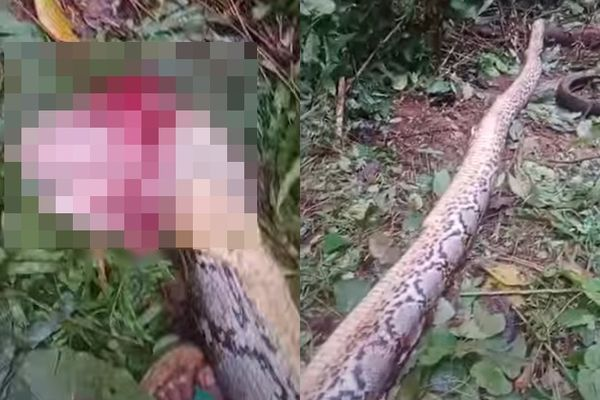 Ra vườn rau tìm mẹ, con trai bỗng hét lớn rồi ngã quỵ: Hàng xóm chạy ra chứng kiến cảnh ám ảnh- Ảnh 1. Ra vườn rau tìm mẹ, con trai bỗng hét lớn rồi ngã quỵ: Hàng xóm chạy ra chứng kiến cảnh ám ảnh- Ảnh 1.