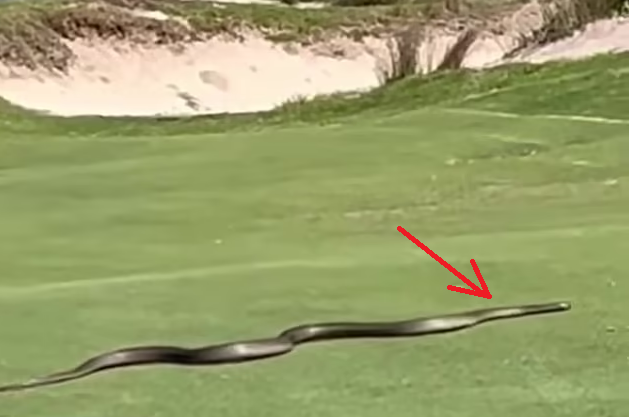 Đang đánh golf, người đàn ông bỗng hét lớn, nhân viên chạy ra chứng kiến cảnh tượng