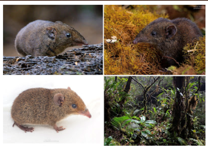 Việt Nam phát hiện loài động vật cực kỳ quý hiếm, có một đặc trưng được ví là Việt Nam phát hiện loài động vật cực kỳ quý hiếm, có một đặc trưng được ví là