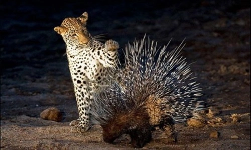 Việt Nam phát hiện loài động vật cực kỳ quý hiếm, có một đặc trưng được ví là Việt Nam phát hiện loài động vật cực kỳ quý hiếm, có một đặc trưng được ví là