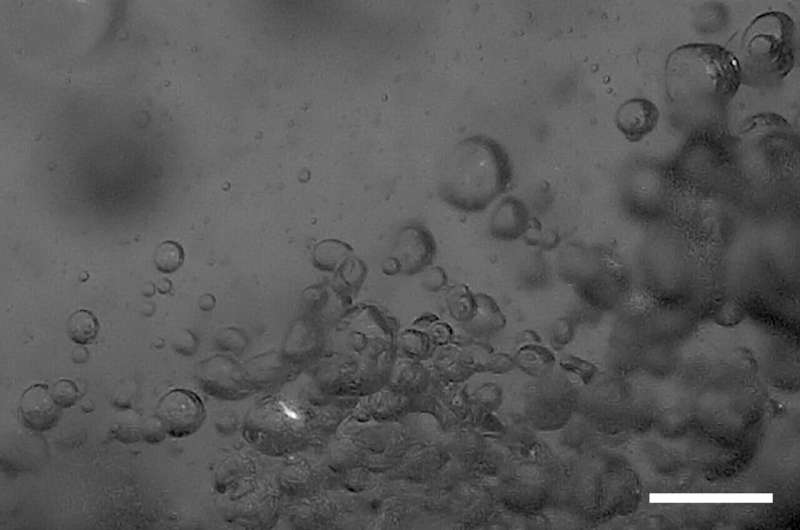 Hé lộ bí ẩn của hiện tượng img