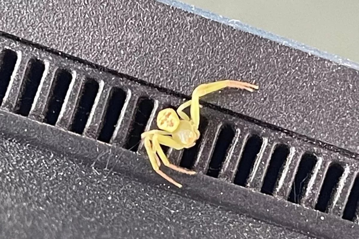 Nhện “mặt người” gây chú ý trên mạng Thái Lan- Ảnh 1. Nhện “mặt người” gây chú ý trên mạng Thái Lan- Ảnh 1.