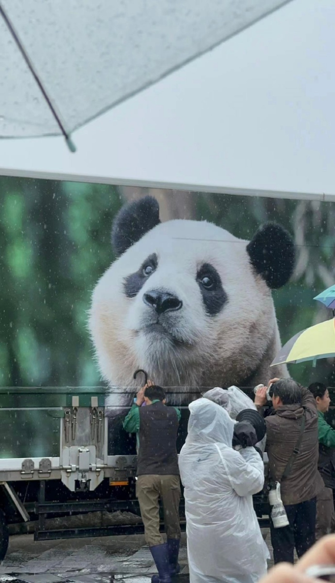 Hàng dài du khách xếp hàng, hào hứng được ghé thăm cặp gấu trúc song sinh siêu đáng yêu ở Hồng Kông (Trung Quốc)- Ảnh 4. Hàng dài du khách xếp hàng, hào hứng được ghé thăm cặp gấu trúc song sinh siêu đáng yêu ở Hồng Kông (Trung Quốc)- Ảnh 4.
