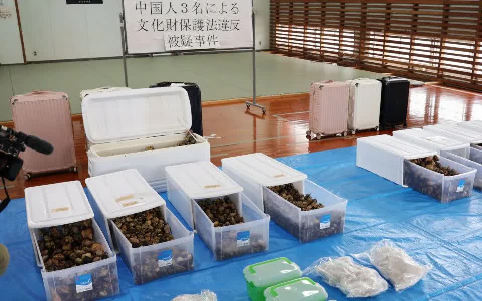 Ba công dân Trung Quốc bị bắt vì vận chuyển trái phép hàng trăm kg ốc mượn hồn- Ảnh 1.