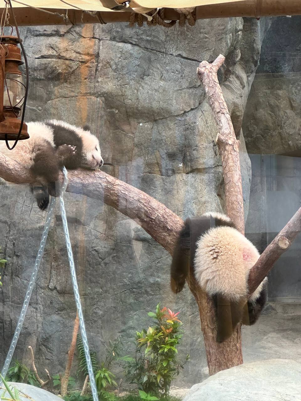 Hàng dài du khách xếp hàng, hào hứng được ghé thăm cặp gấu trúc song sinh siêu đáng yêu ở Hồng Kông (Trung Quốc)- Ảnh 15. Hàng dài du khách xếp hàng, hào hứng được ghé thăm cặp gấu trúc song sinh siêu đáng yêu ở Hồng Kông (Trung Quốc)- Ảnh 15.