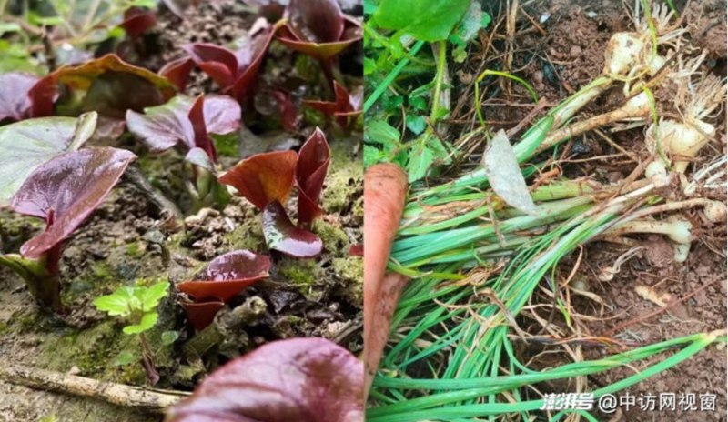 Không cần Louis Vuitton, chỉ cần túi nilon: Giới trẻ nô nức