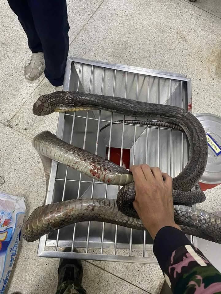 Bị rắn hổ mang chúa cắn khi hái nấm, người phụ nữ dùng tay không đánh chết rồi xách đến bệnh viện, bác sĩ choáng váng- Ảnh 3.