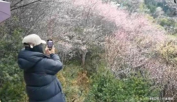 Triệu Vy - Triệu Vy -