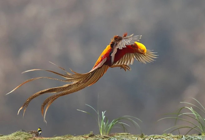 Phát hiện Phát hiện