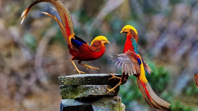 Phát hiện Phát hiện