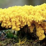 "Quái vật" kỳ lạ nhất hành tinh: Không não nhưng rất thông minh, có gần 720 giới tính physarum polycephalum 17648399352061093994145 0 3 405 651 crop 1764840794286728844375 1764867590818 17648675910531633480833 0 0 477 764 crop 17648676109351596230319jpg