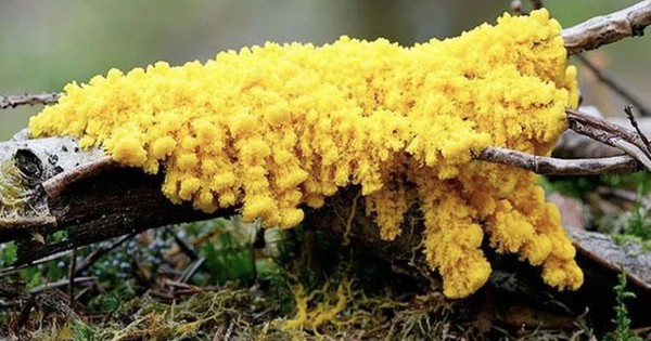 "Quái vật" kỳ lạ nhất hành tinh: Không não nhưng rất thông minh, có gần 720 giới tính physarum polycephalum 17648399352061093994145 0 3 405 651 crop 1764840794286728844375 1764867590818 17648675910531633480833 0 0 477 764 crop 17648676109351596230319jpg