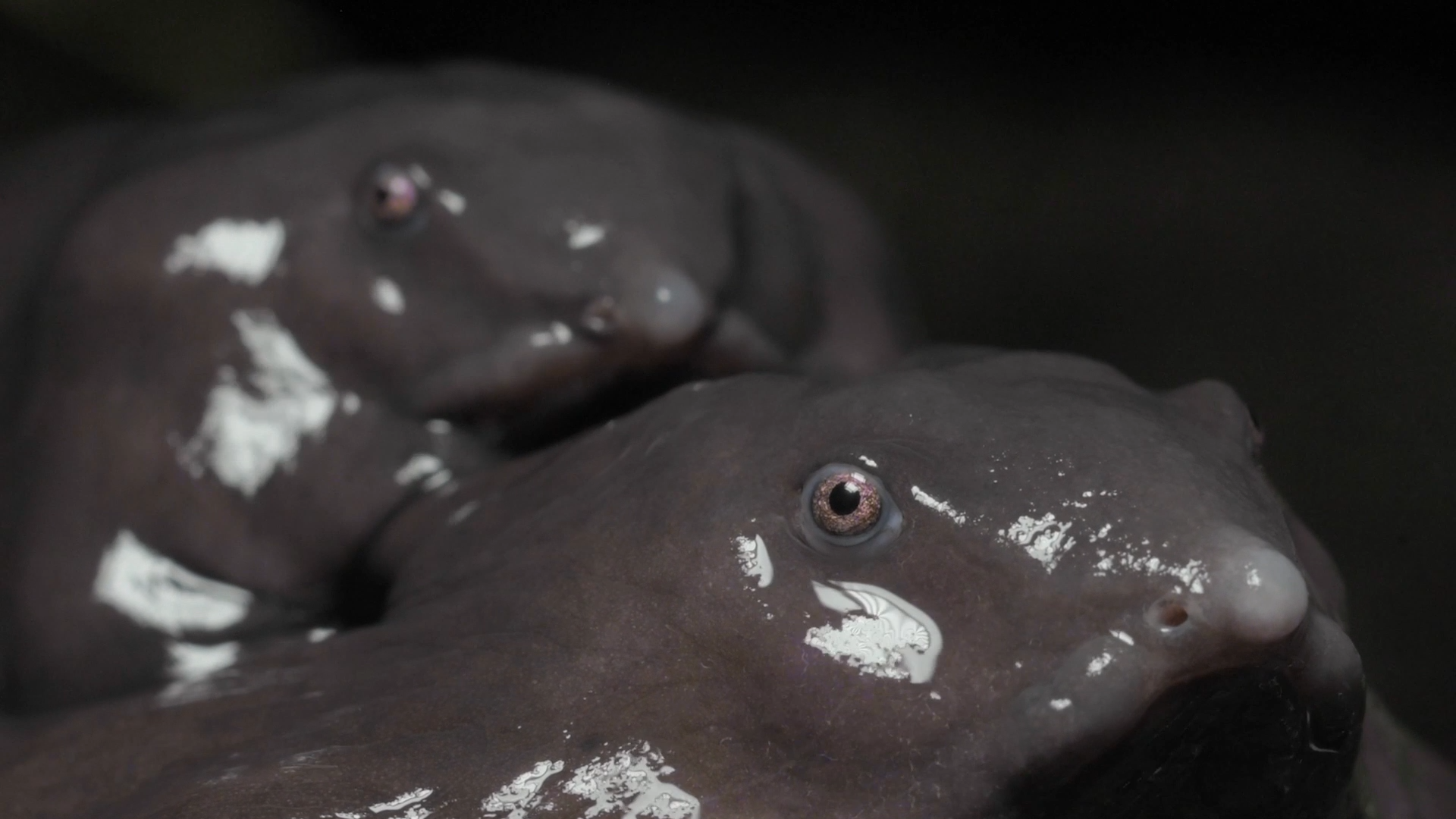 Phát hiện loài ếch mới ở Ấn Độ: Sống cả đời dưới lòng đất và giống... một chú lợn con- Ảnh 5.