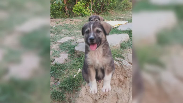 Tiếng sủa của chú chó cứu 67 người khỏi lũ quét sắp xóa sổ ngôi làng ở Ấn Độ- Ảnh 1.