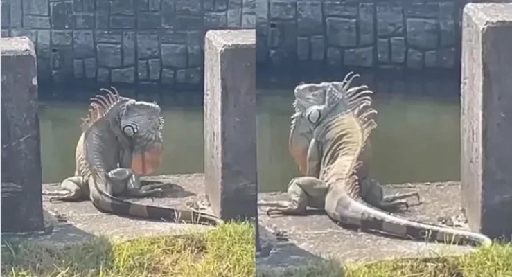 quai-thu-4-1761104618612761957714-1761117880866-17611178813651700311313 "Quái thú khổng lồ" ngồi chễm chệ trên phố, người dân Đài Nam (Trung Quốc) xôn xao: Đây có phải là Godzilla thật? quai thu 4 1761104618612761957714 1761117880866 17611178813651700311313