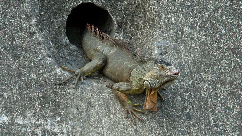 quai-thu-5-17611046196381130570329-1761117883512-17611178837341780945831 "Quái thú khổng lồ" ngồi chễm chệ trên phố, người dân Đài Nam (Trung Quốc) xôn xao: Đây có phải là Godzilla thật? quai thu 5 17611046196381130570329 1761117883512 17611178837341780945831