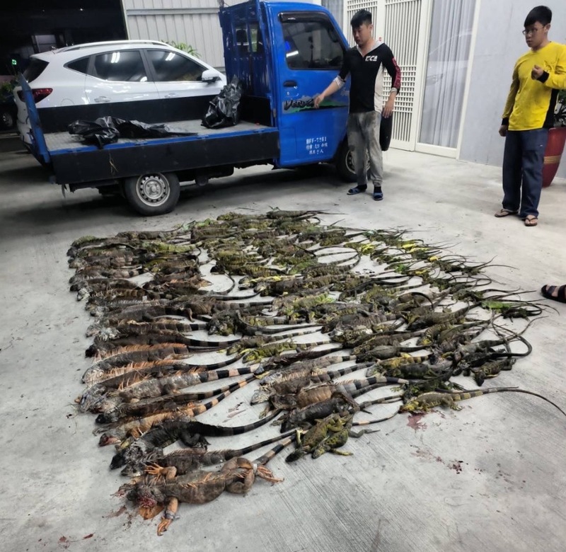 quai-thu-6-17611046207661541814594-1761117882085-17611178824071230568145 "Quái thú khổng lồ" ngồi chễm chệ trên phố, người dân Đài Nam (Trung Quốc) xôn xao: Đây có phải là Godzilla thật? quai thu 6 17611046207661541814594 1761117882085 17611178824071230568145