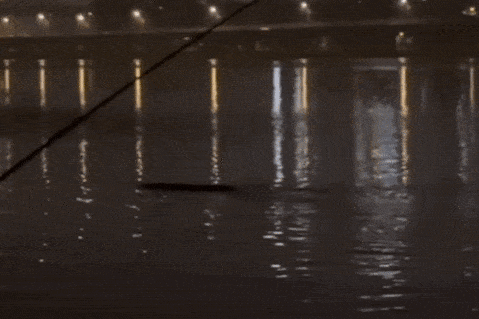 Đang câu cá, người đàn ông phát hiện sinh vật lạ dài gần 10 mét xuất hiện trên sông Hàn- Ảnh 1. Đang câu cá, người đàn ông phát hiện sinh vật lạ dài gần 10 mét xuất hiện trên sông Hàn- Ảnh 1.